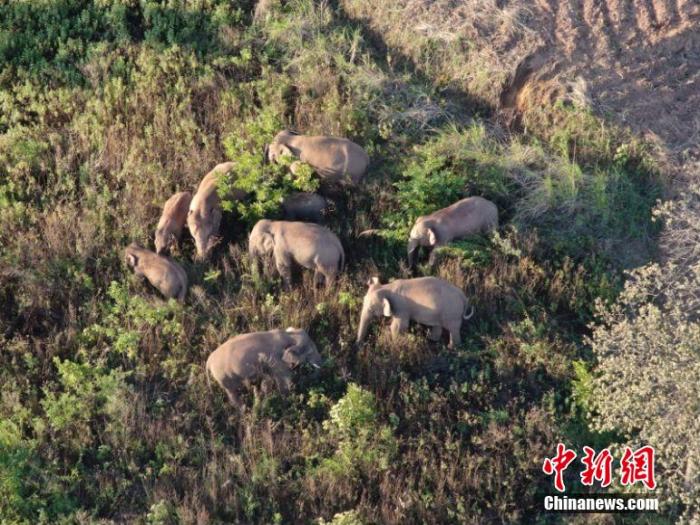 2021年6月21日,云南迁移象群重新进入易门境内十街乡附近林地活动。 云南省森林消防总队 供图 article_img