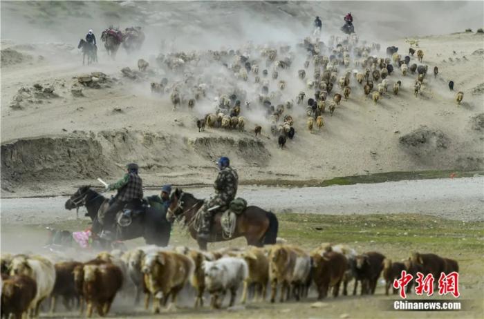 2021年6月，新疆阿勒泰地区福海县沙尔布拉克春秋牧场，牧民赶着牲畜，沿着古老的“千里牧道”向水草丰沛的高山夏季牧场转移。<a target='_blank' href='/'>中新社</a>记者 刘新 摄