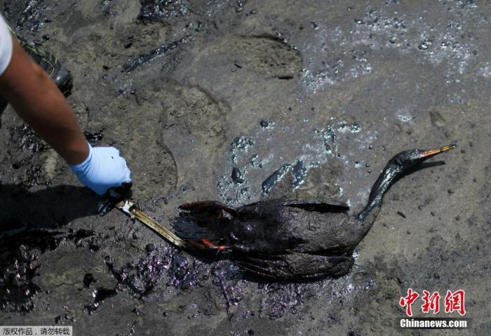 当地时间1月18日，秘鲁Ventanilla，工作人员清理沾满油污的海鸟尸体。