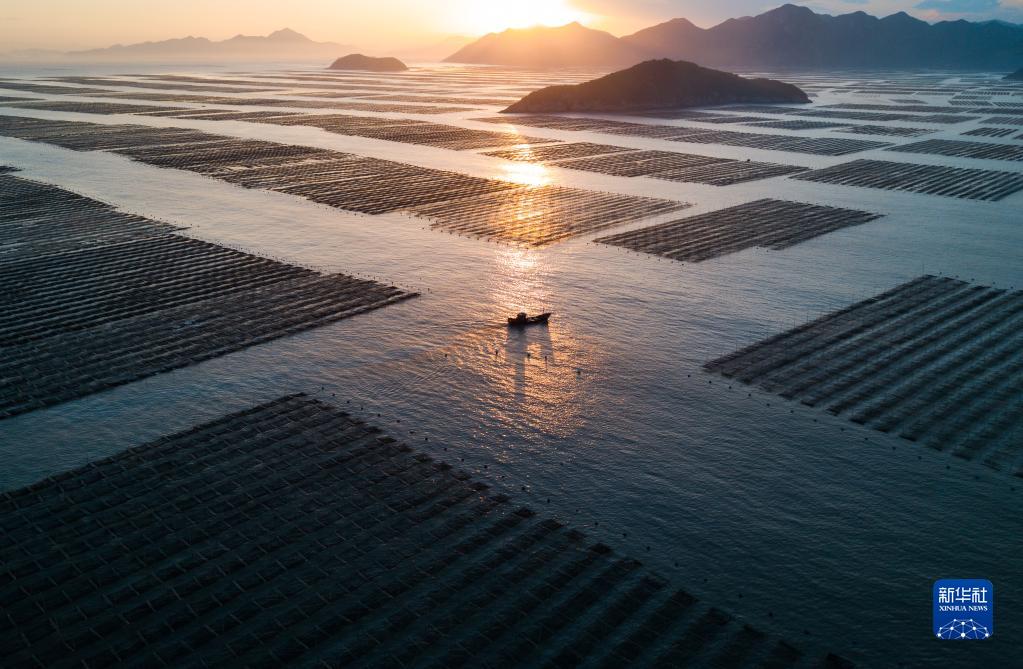 在福建省宁德市霞浦县三沙镇,渔船在夕阳余晖中归港(2020年11月26日摄,无人机照片)。新华社记者 宋为伟 摄 article_img