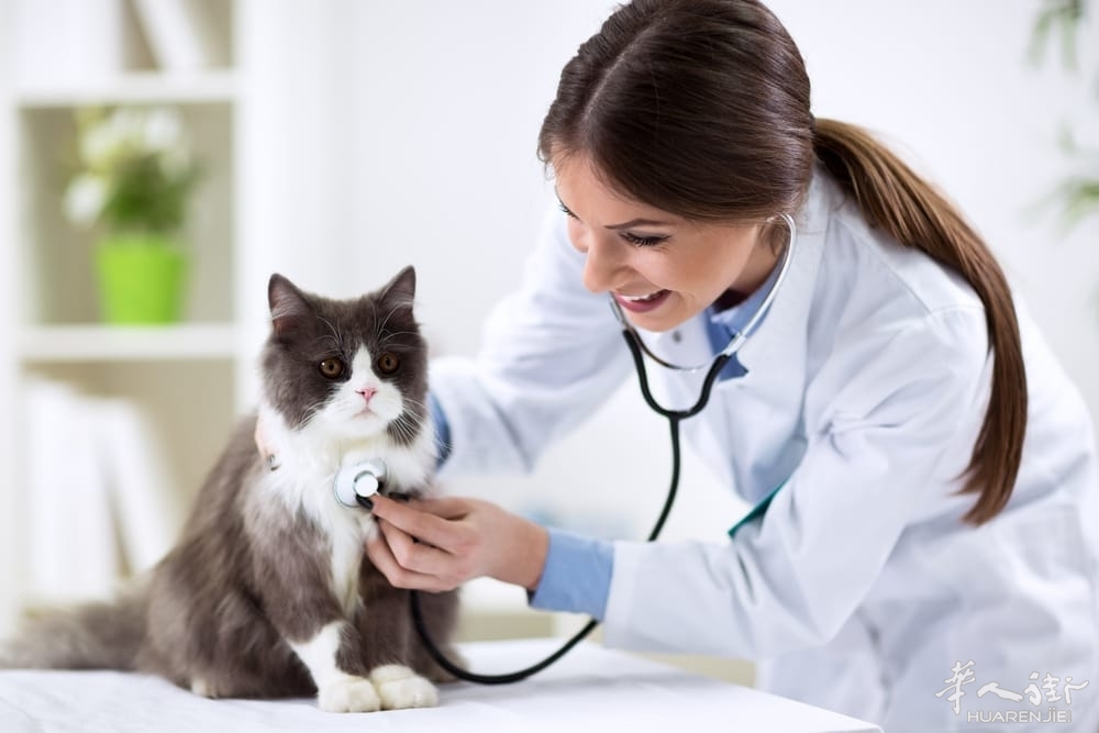 veterinario-gratis-per-animali-domestici-roma-3.jpeg