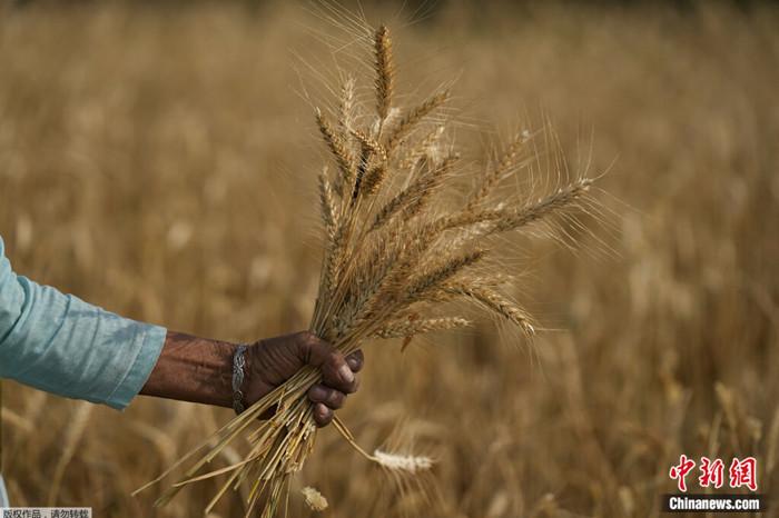 2022年4月28日，一名印度妇女正在收割小麦。2022年，印度异常的高温降低了小麦产量。