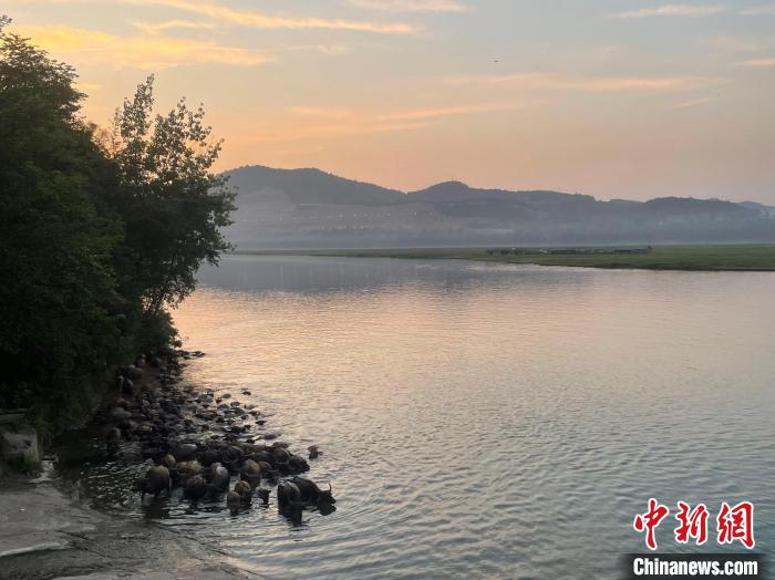 日落之时,牛儿们游回归栏。祝欢 摄 article_img