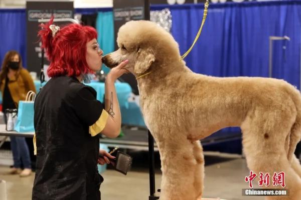 图为一位宠物美容师正亲吻一只刚做完毛发造型的参赛犬。<a target='_blank' href='/'>中新社</a>记者 余瑞冬 摄