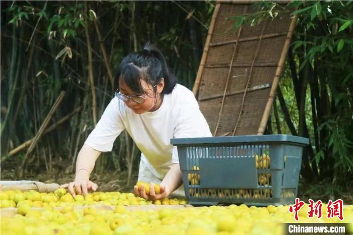 梅、李是永泰特有农产品,林露露带领村民用文创手法研发乡村游伴手礼。受访者供图 article_img