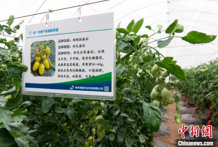 可剥皮食用的猕猴桃番茄 侯宇 摄 article_img