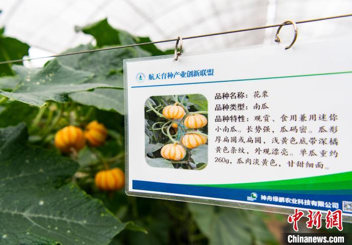 浅黄色底带深橘黄色条纹的花栗南瓜 侯宇 摄 article_img