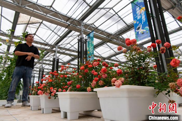 太空微型月季 侯宇 摄 article_img