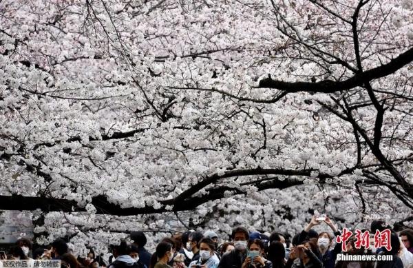 资料图：2022年3月28日，日本东京樱花盛开，民众沉浸花海打卡春季美景。