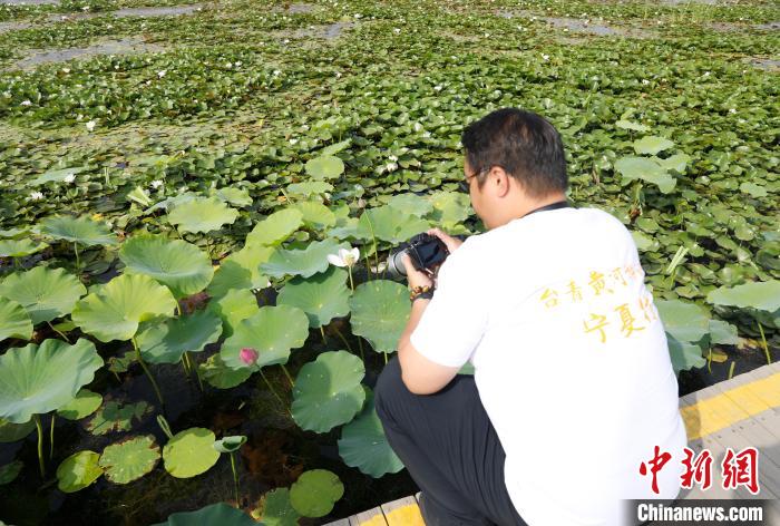 台青在沙湖景区荷花池拍照留念。杨迪 摄 article_img