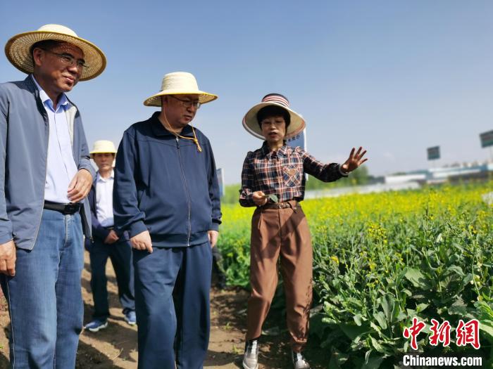 图为青海省政协主席公保扎西(中)调研油菜种植。张添福 摄 article_img