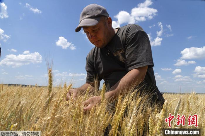 022年6月21日，一位农民在顿涅茨克地区的田地里检查小麦的成熟度。