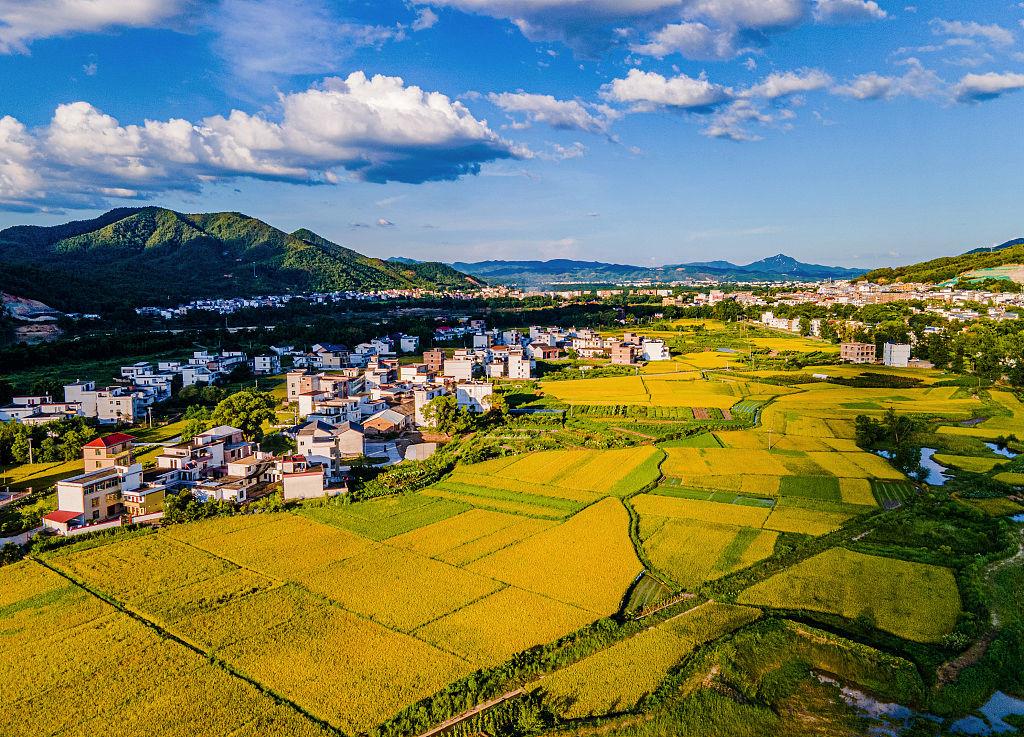 江西赣州潭头村，乡村民居与稻田相映成趣(2022年7月9日摄)。