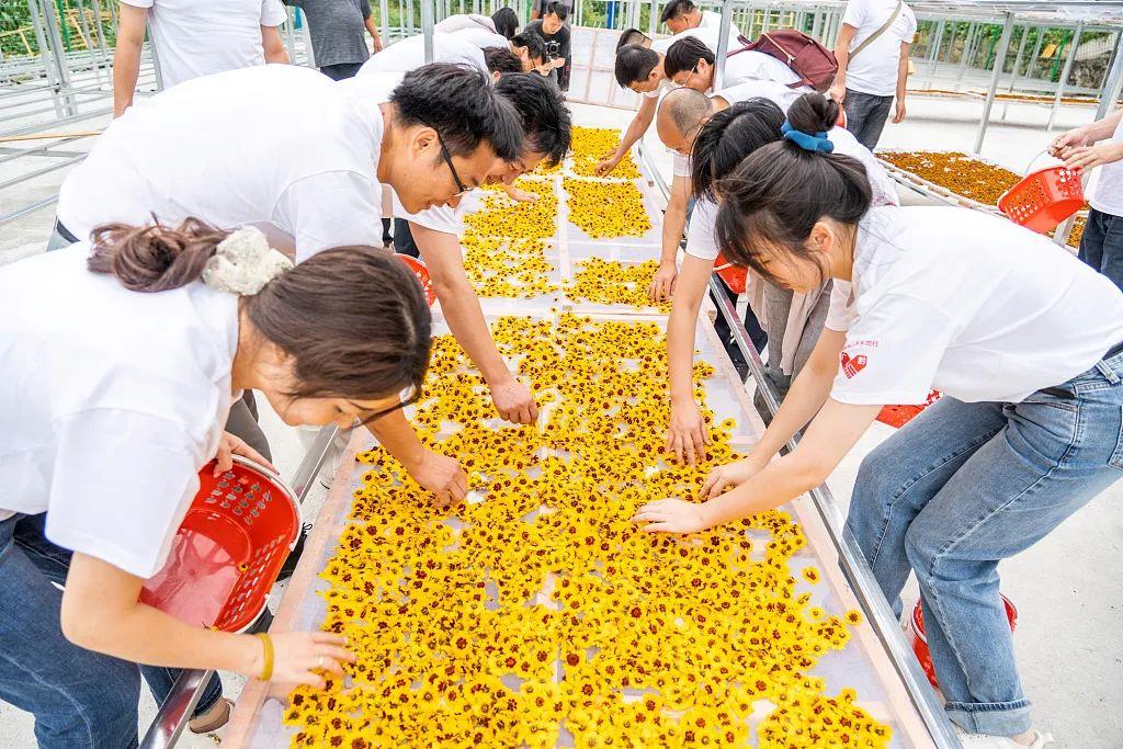贵州毕节，游客在纳雍县厍东关乡李子村将体验采收的雪菊摊晾(2022年8月30日摄)。