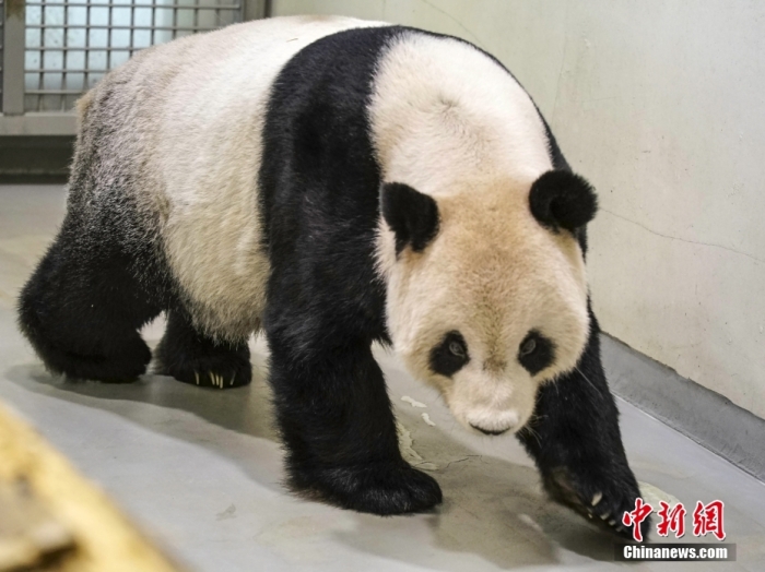 资料图:大熊猫“团团”。图片来源:视觉中国 article_img