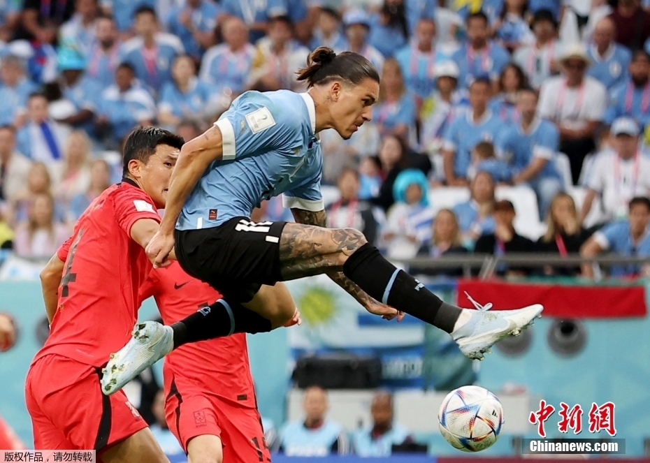 北京时间11月24日，世界杯小组赛H组首轮第一场，乌拉圭队迎战韩国队的比赛正式打响。图为乌拉圭队球员(蓝)错失得分机会。