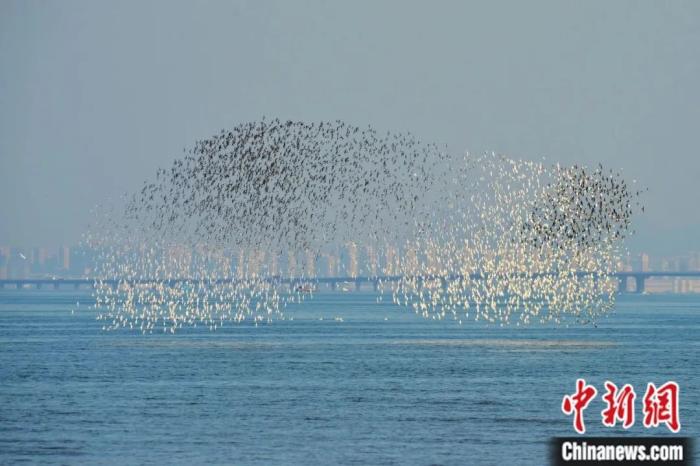 青岛胶州湾的候鸟群。王海滨 摄
