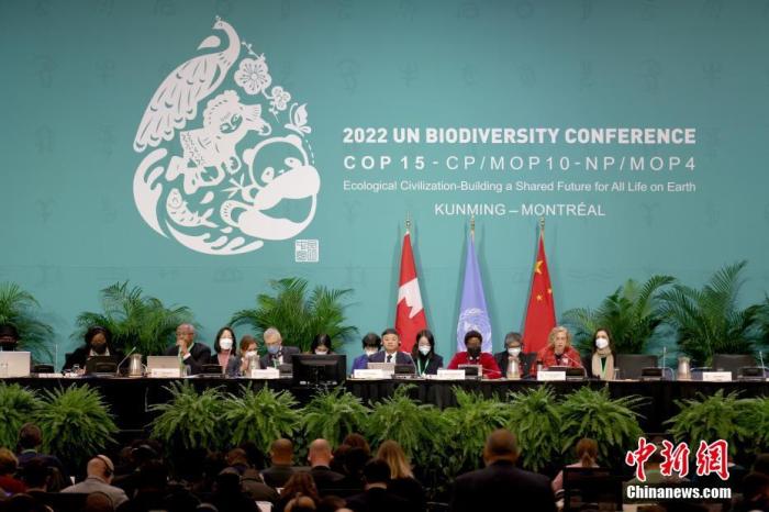 《生物多样性公约》第十五次缔约方大会(COP15)第二阶段会议12月7日在加拿大蒙特利尔开幕。<a target='_blank' href='/'>中新社</a>记者 余瑞冬 摄