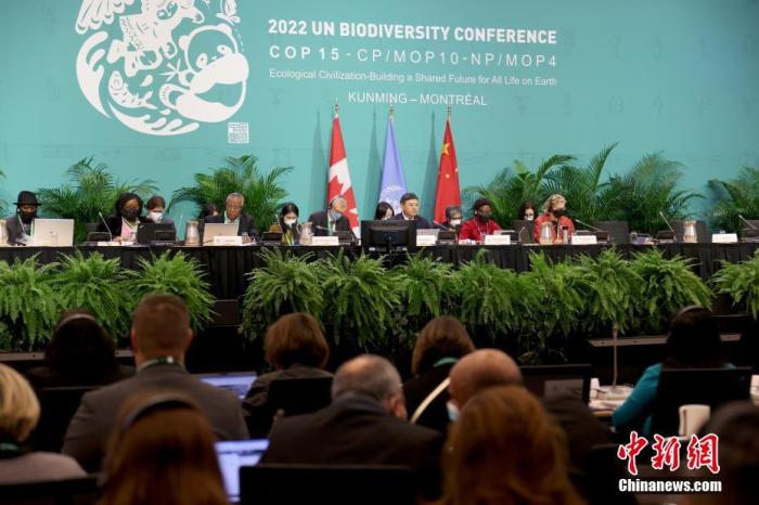  《生物多样性公约》第十五次缔约方大会(COP15)第二阶段会议12月7日在加拿大蒙特利尔开幕。<a target='_blank' href='/'>中新社</a>记者 余瑞冬 摄
