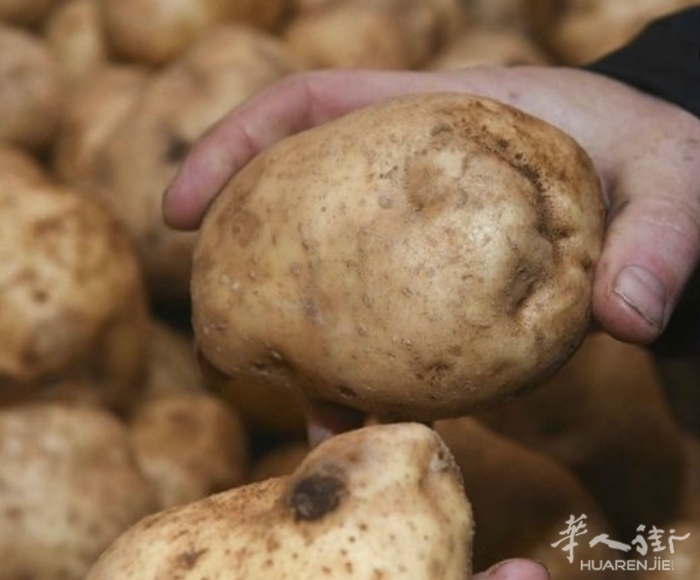 法国今年土豆产量破27年来历史新低