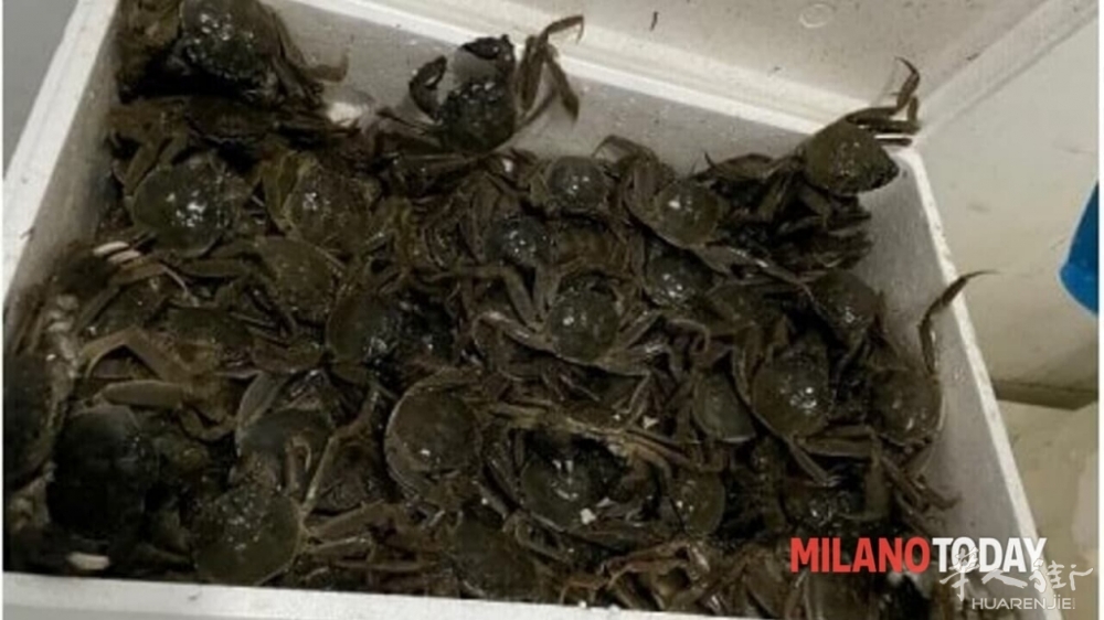 Pesce sequestrato da Capitaneria di porto, granchio cinese.jpg