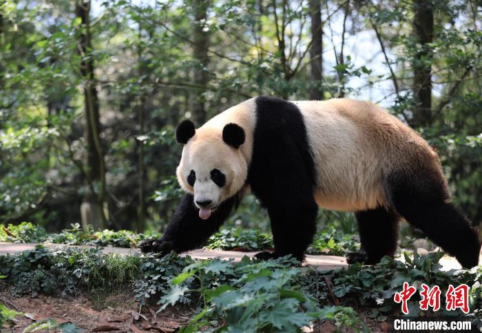 “行走中国·2023海外华文媒体高层川渝行”参访团走进中国大熊猫保护研究中心雅安基地。王磊 摄 article_img