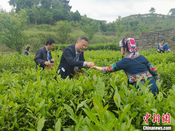 媒体记者在辰龙关体验采茶,了解制茶工艺。杨华峰 摄 article_img