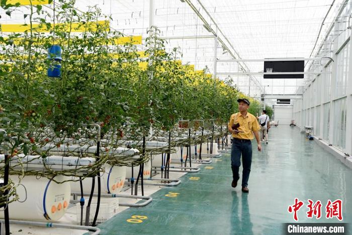 京东农业科技示范园的新品种西红柿令采访团一行赞不绝口。朱志庚 摄 article_img