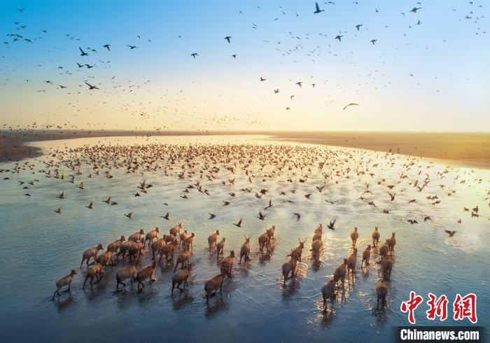 大丰滩涂湿地是珍禽异兽的家园。(资料图) 中共盐城市大丰区委宣传部供图 article_img