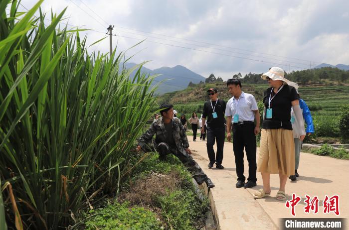 海外华媒代表参观会理市小黑箐镇茭白现代农业园区。王磊 摄 article_img