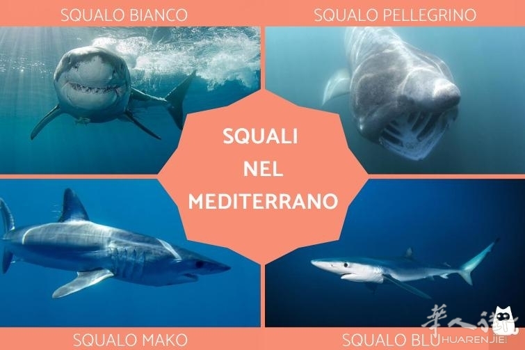 squali_nel_mediterraneo_3995_orig.jpeg