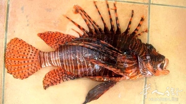 pesce-scorpione.jpeg