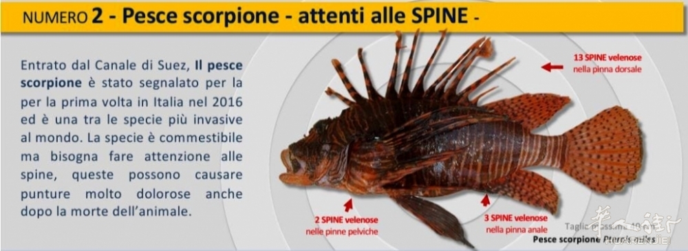Perché il pesce scorpione è pericoloso.jpeg