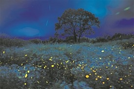 cover_19