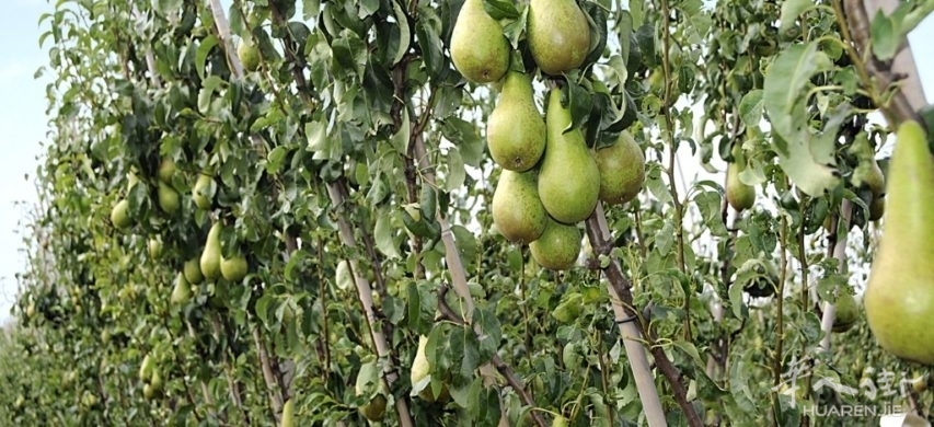 01115661_8855-Pero-2-853x390.jpg 01115661_8855-Pero-2-853x390.jpg