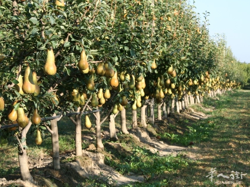 Pero-3-842x630.jpg Pero-3-842x630.jpg