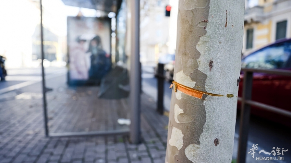 cavo acciaio albero - lapresse.jpg