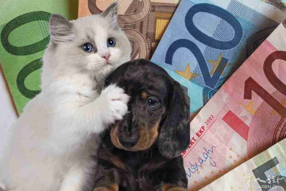 cane-gatto-e-soldi-10-1-24-machedavvero.it_.jpg cane-gatto-e-soldi-10-1-24-machedavvero.it_.jpg