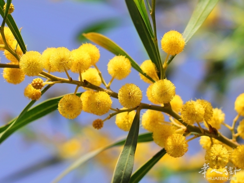 mimosa15121559.jpg