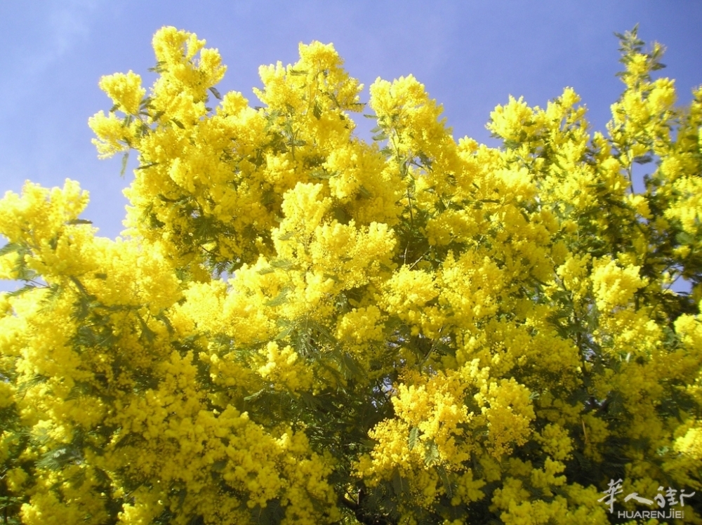 yellowblu-min.jpg