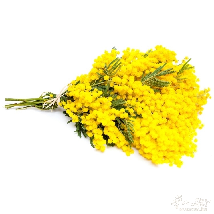 mazzo-di-mimosa-1.jpg