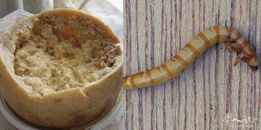 casu-marzu-insetti.jpg