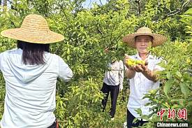 （走进中国乡村）南华李热销 广东侨乡信宜居民收入增