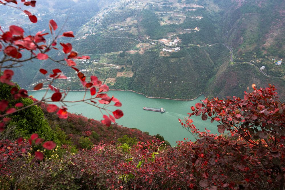 船舶行驶在红叶掩映下的长江三峡重庆市巫山县水域(2023年11月30日摄)。新华社记者 肖艺九 摄