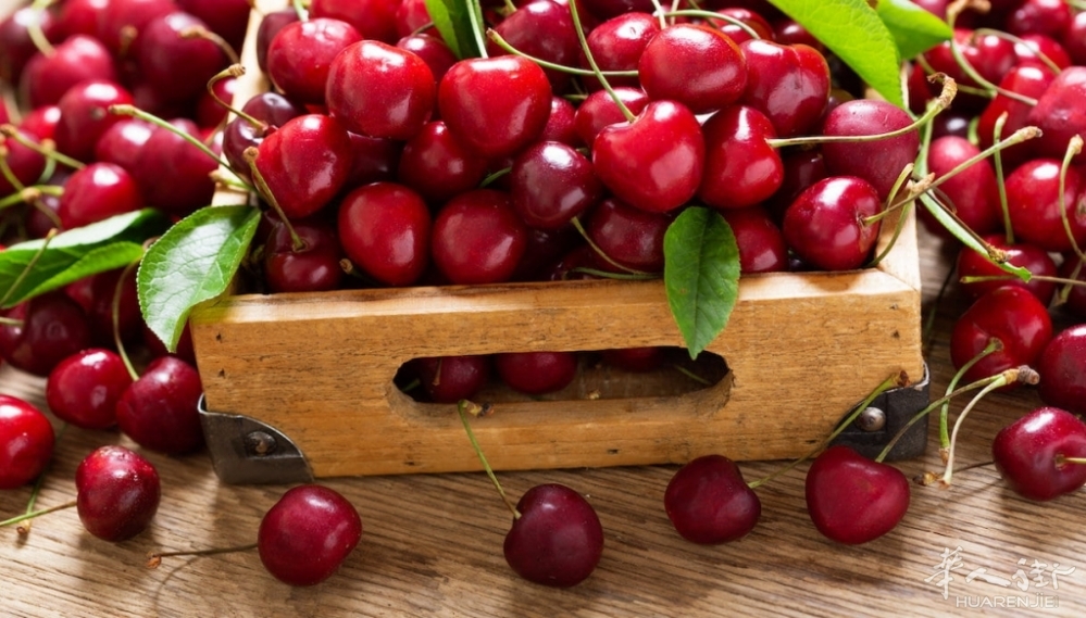 ciliegie.jpg ciliegie.jpg