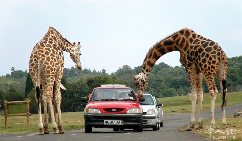 Giraffes_at_west_midlands_safari_park.jpg