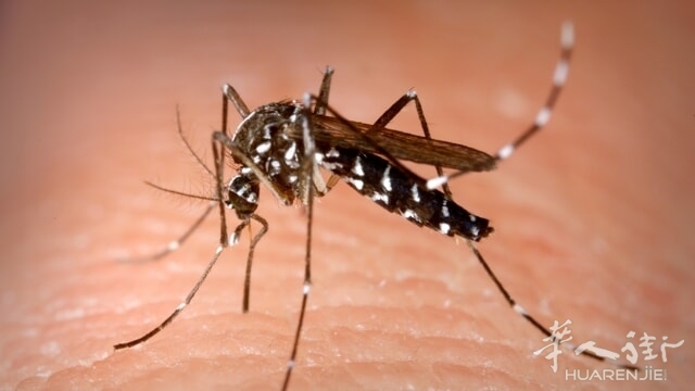 zanzara aedes albopictus.jpeg