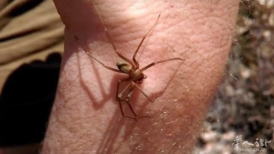 ragno_violino-1723977371749.jpg--.jpg ragno_violino-1723977371749.jpg--.jpg