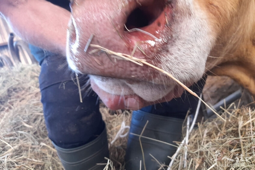 IMG_Bluetonguevirus_boe416993-002_crBoerderij-848x565.jpg