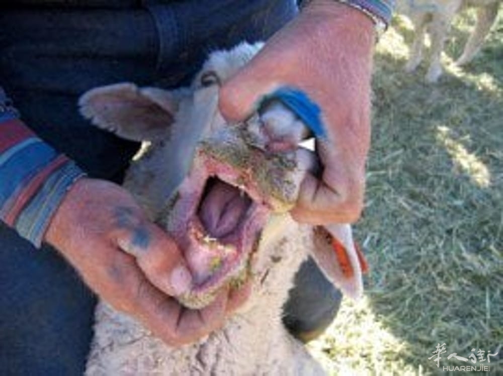 blue-tongue-2.jpg